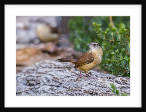 Carolina Wren by Anonymous