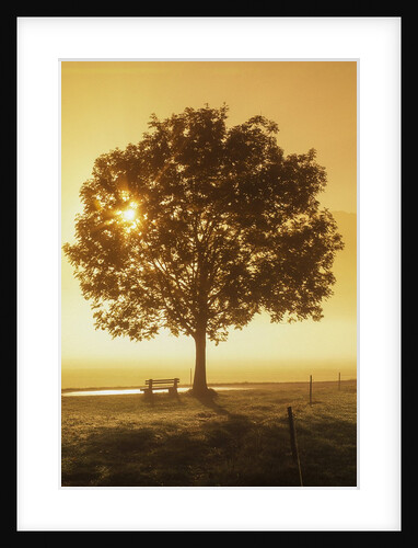 Sunrise and a tree by Anonymous