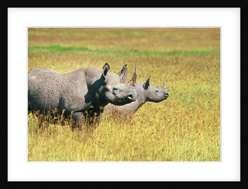 Rhino in Kenya by Anonymous