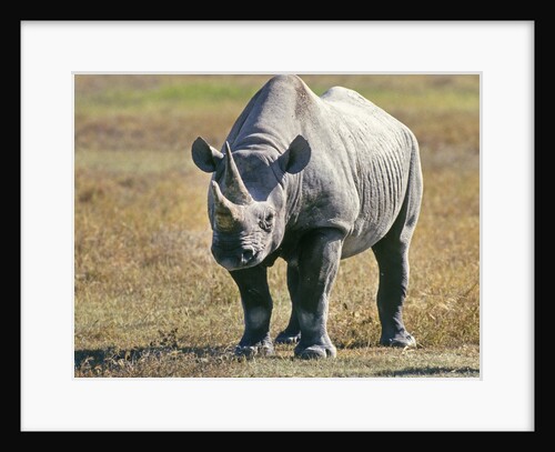 Rhino in Kenya by Anonymous