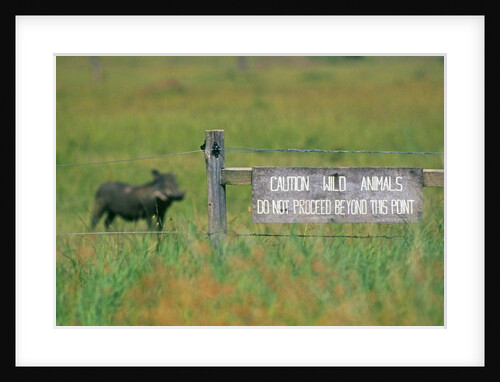 Warthog in Kenya by Anonymous