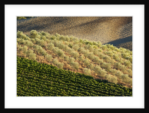 Vineyards and olive grove in the rolling hills of Tuscany by Anonymous