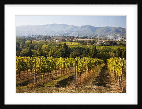 Vineyards draping hillsides by Anonymous
