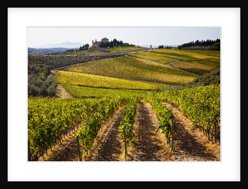 Villa and vineyards in the rolling hills of Tuscany by Anonymous