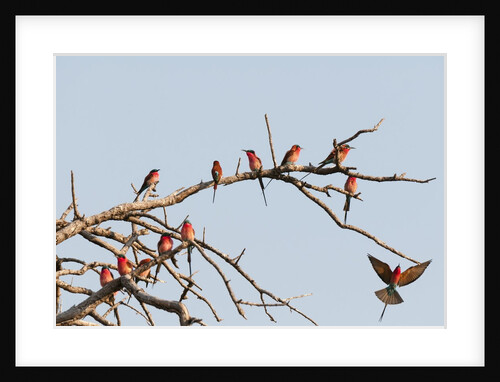 Southern Carmine Bee-eater (Merops nubicoides) by Anonymous