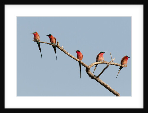Southern Carmine Bee-eater (Merops nubicoides) by Anonymous