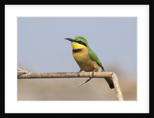 Little bee-eater (Merops pusillus) by Anonymous