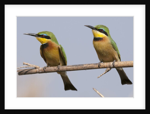 Little bee-eater (Merops pusillus) by Anonymous