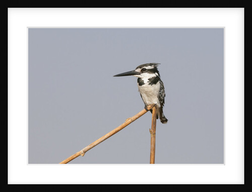 Female pied kingfisher (Ceryle rudis) by Anonymous