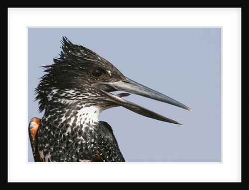 Giant kingfisher (Megaceryle maximus) by Anonymous