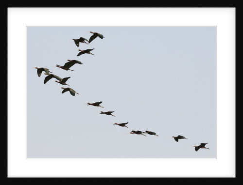 Glossy ibis (Plegadis falcinellus) by Anonymous