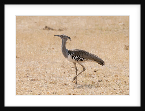 Kori bustard (Ardeotis kori) by Anonymous