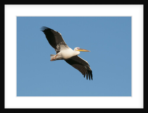 Great white pelican (Pelecanus onocrotalus) by Anonymous