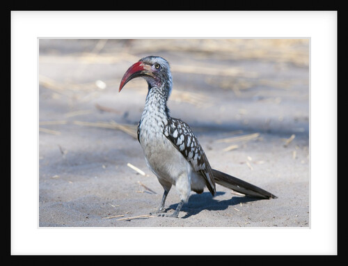 Southern red-billed hornbill (Tockus erythrorhyncus) by Anonymous