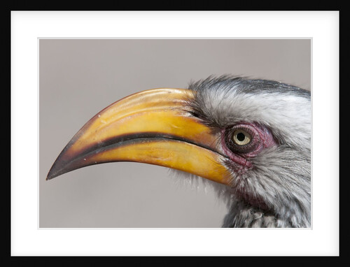 Southern yellow-billed hornbill (Tockus leucomelas) by Anonymous