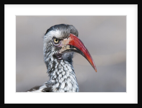 Southern red-billed hornbill (Tockus erythrorhyncus) by Anonymous