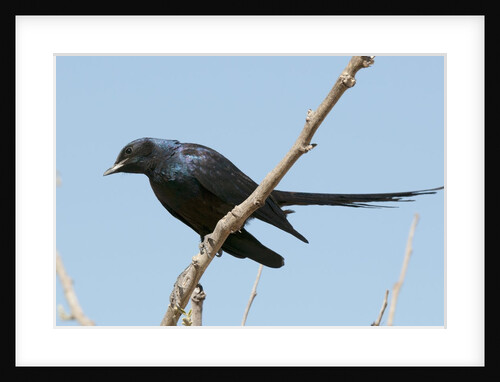 Meves's starling (Lamprotornis mevesii) by Anonymous