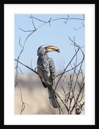 Southern yellow-billed hornbill (Tockus leucomelas) by Anonymous