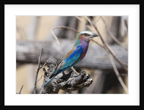 Lilac-breasted roller (Coracias caudata) by Anonymous