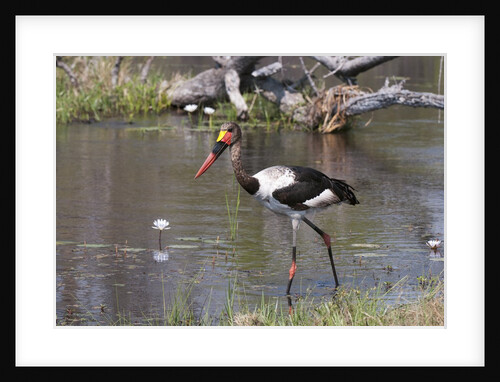 Saddle-billed stork (Ephippiarhynchus senegalensis) by Anonymous