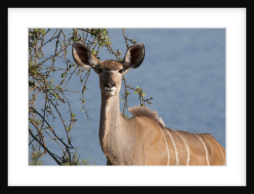 Female greater kudu by Anonymous