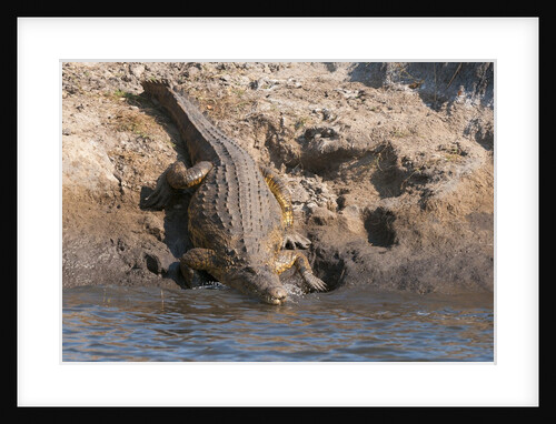 Nile Crocodile by Anonymous