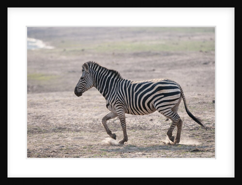 Common zebra by Anonymous