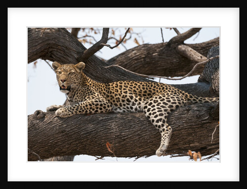 Leopard by Anonymous