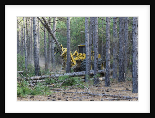 Pine Forest Logging by Anonymous