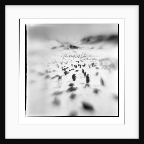 Chinstrap Penguins, Antarctica by Anonymous