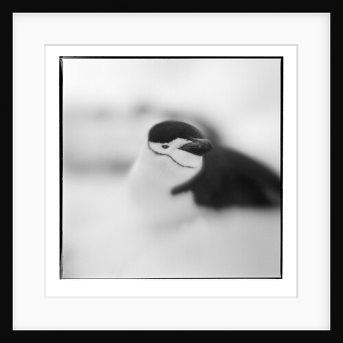 Chinstrap Penguin, Antarctica by Anonymous