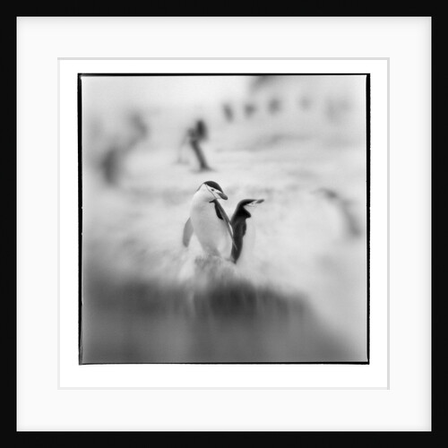 Chinstrap Penguins, Antarctica by Anonymous