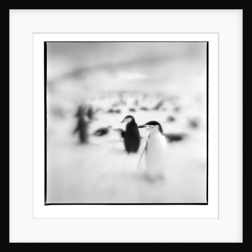 Chinstrap Penguins, Antarctica by Anonymous