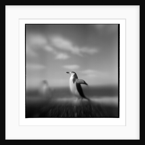 Chinstrap Penguin, Antarctica by Anonymous