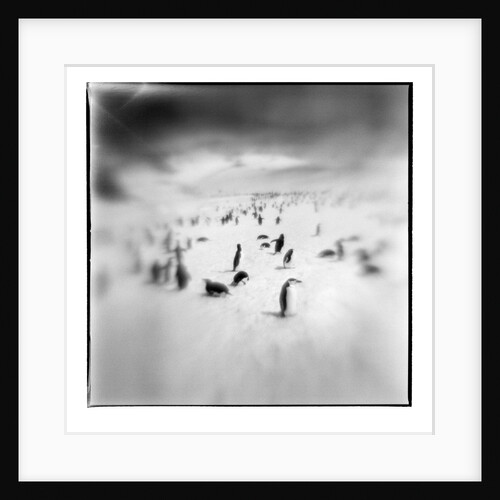 Chinstrap Penguins, Antarctica by Anonymous