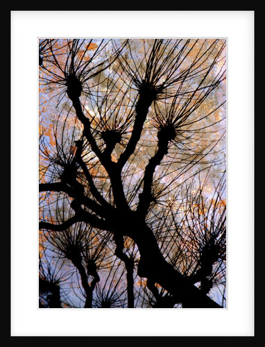 Leafless Tree by Anonymous