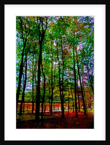 Trees by Anonymous