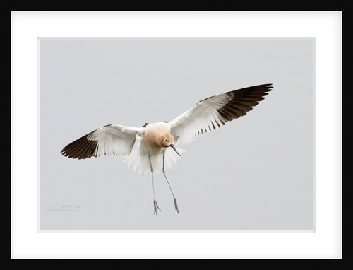 American Avocet landing by Anonymous