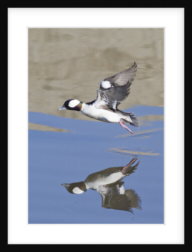Male Bufflehead Duck takes off by Anonymous
