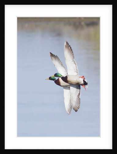 Pair of Male Mallards in flight by Anonymous