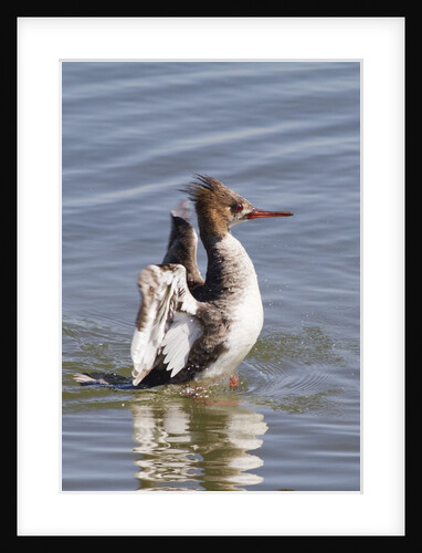 Red-Breasted Merganser female flapping wings by Anonymous