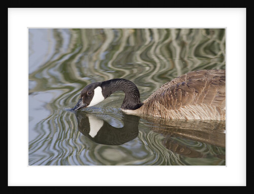 Canada Goose closeup with reflection by Anonymous