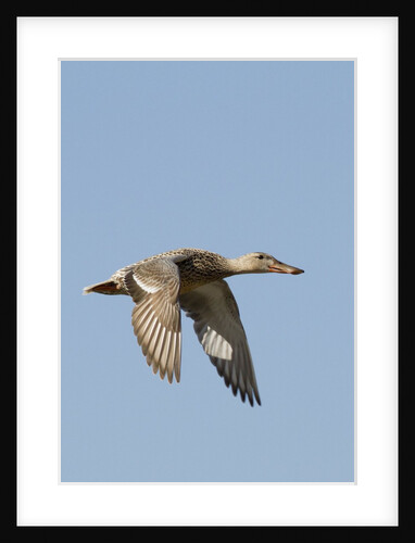 Female Northern Shoveler Duck in flight by Anonymous