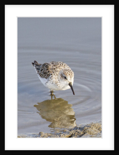 Western Sandpiper by Anonymous