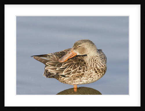 Female Northern Shoveler Duck resting in the water by Anonymous