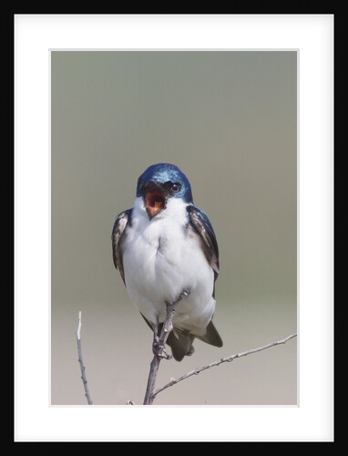 Tree Swalllow calling by Anonymous