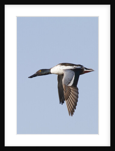 Male Northern Shoveler in flight by Anonymous
