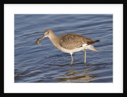 Willet catchs a crab by Anonymous