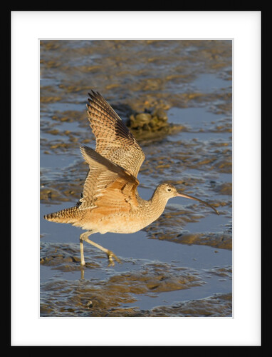 Long-Billed Curlew with raised wings by Anonymous