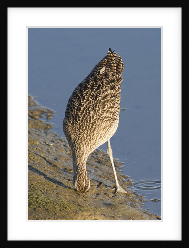 Long-Billed Curlew with bill buried in the mud by Anonymous